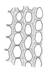 Warburgiella leucocyta, exothecial cells. Drawn from T.W.N. Beckett 138, CHR 580341.
 Image: R.C. Wagstaff © Landcare Research 2016 